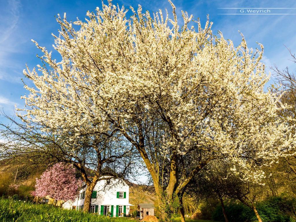 Zimmer Am Markt Traben-Trarbach Exterior foto